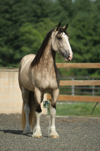 Buckskin Shire Horse